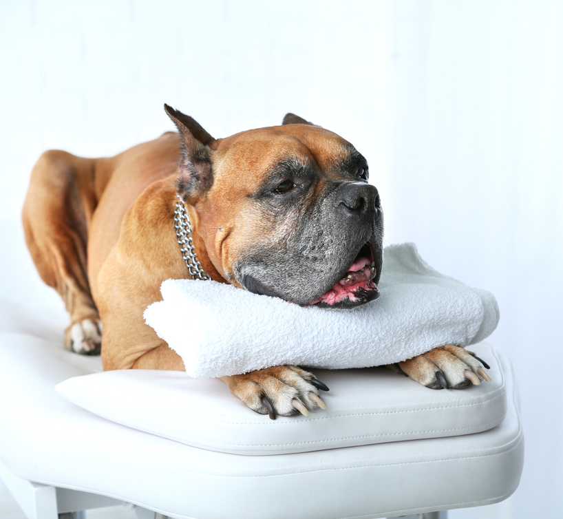 Boxer Dog Relaxing on Massage Table with White Interiors