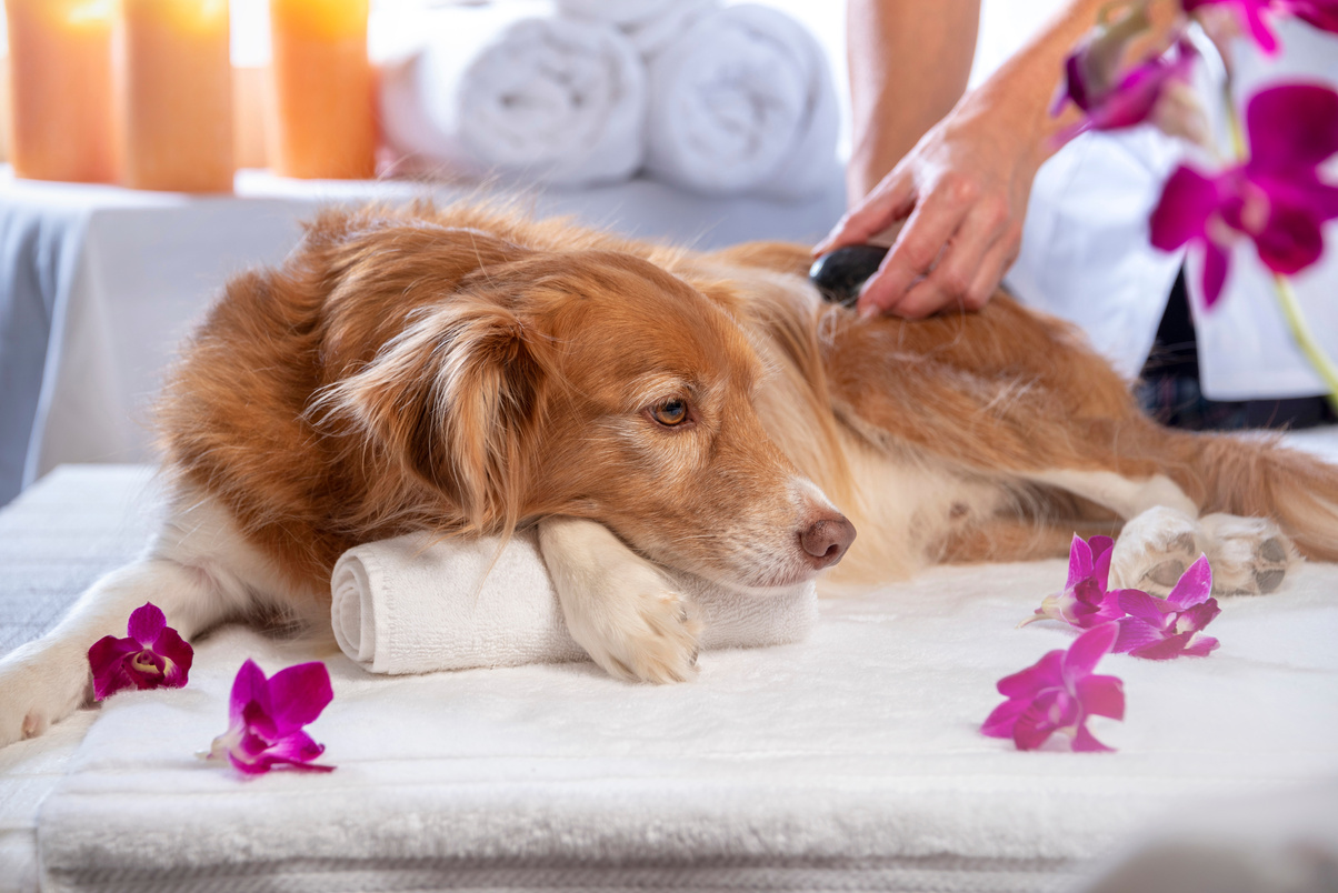 Hot Stone Massage for Dogs