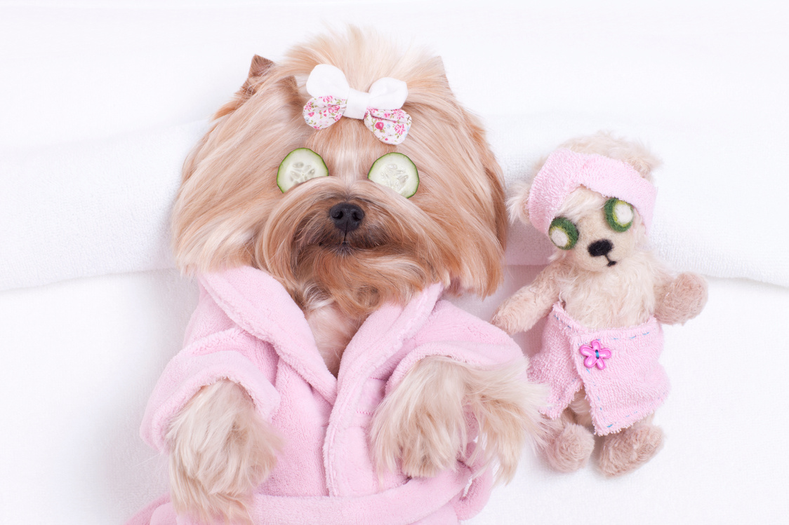 Yorkshire terrier dog and teddy bear massage at the spa