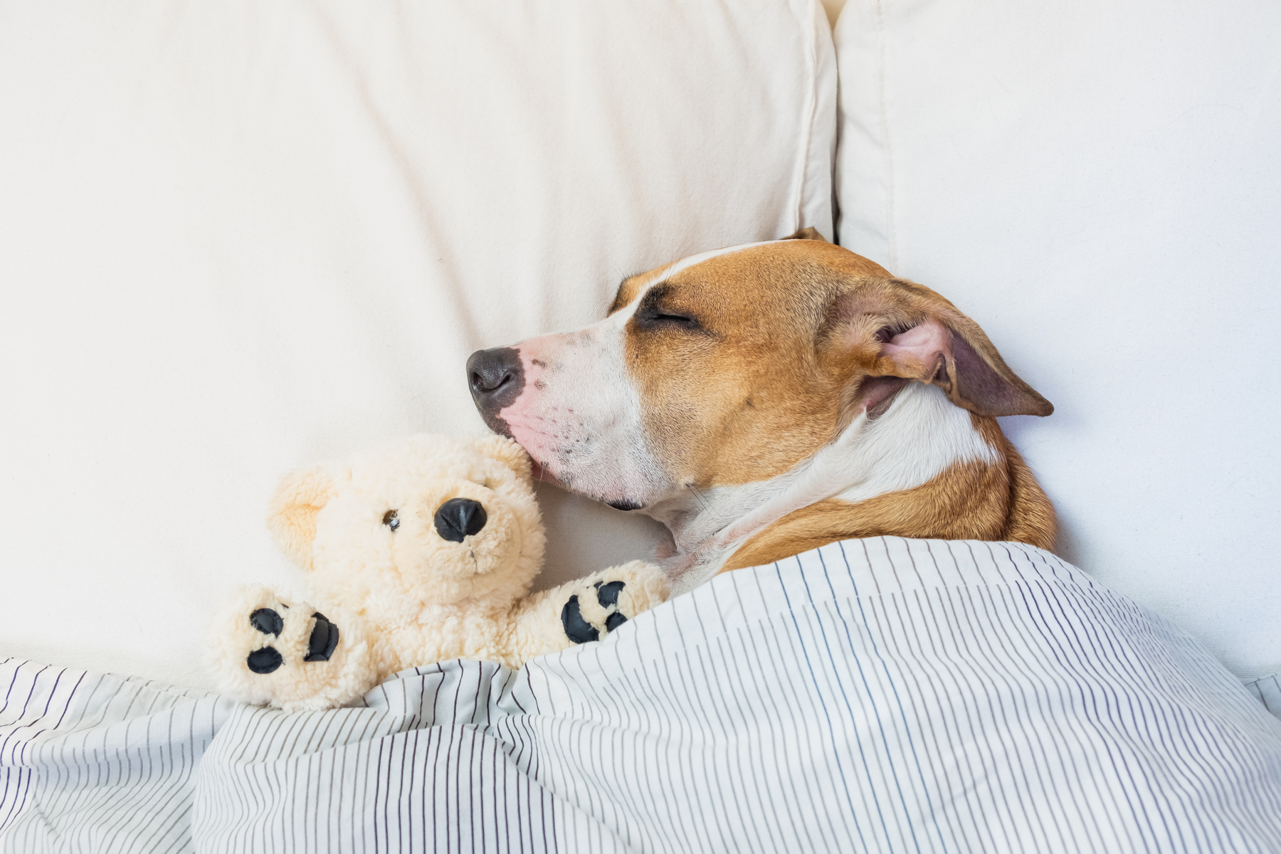 Dog Sleeping on Bed with Stuffed Bear and Blanket