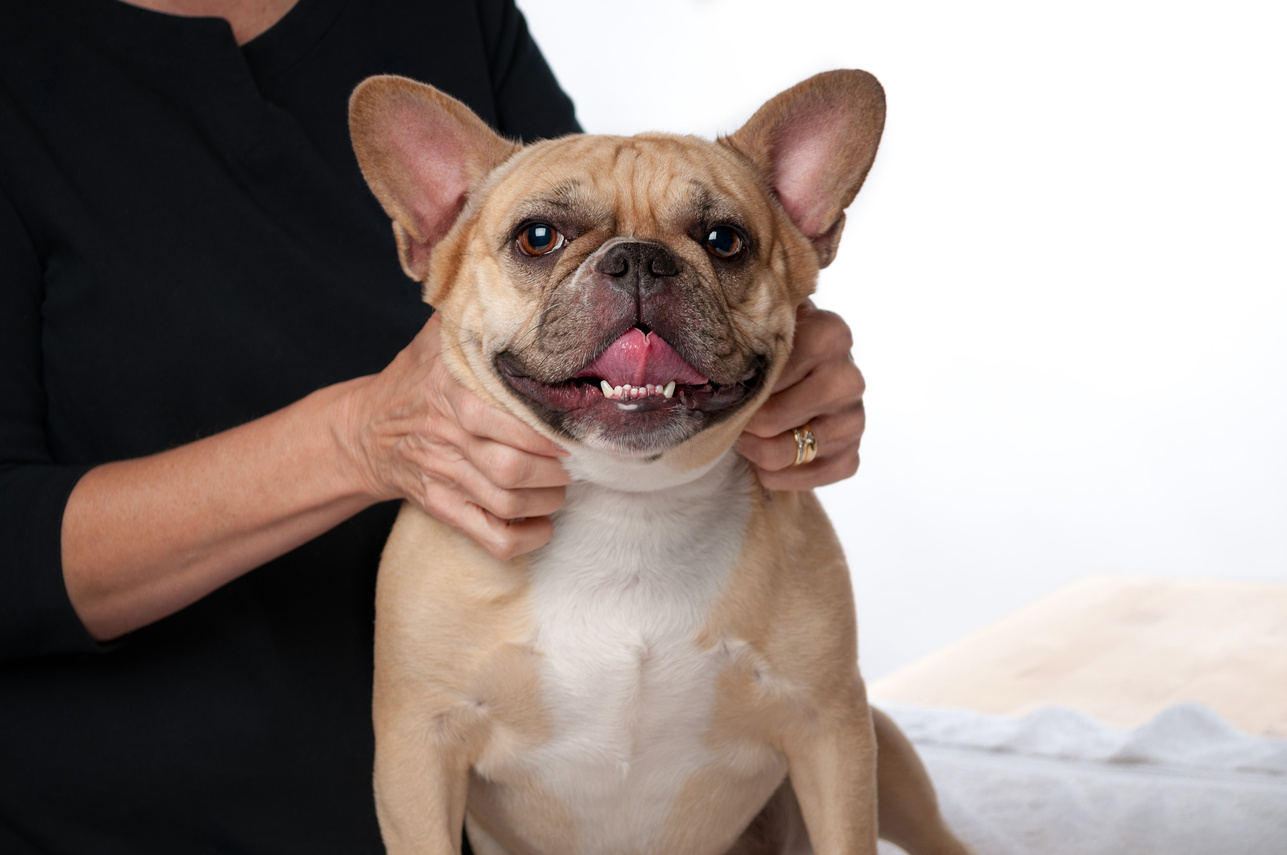Dog Massage Therapy