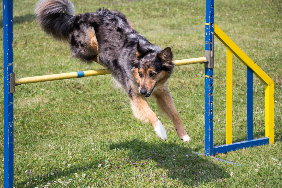 Dog Agility Jumping